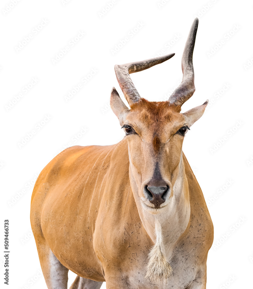 Fototapeta premium Cute eland (Taurotragus oryx) isolated on white