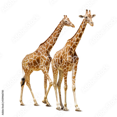 Cute giraffes isolated on white