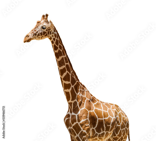 Photography Cute giraffe isolated on white