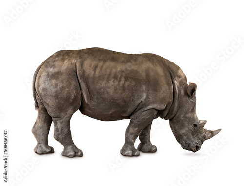 Cute rhino isolated on white