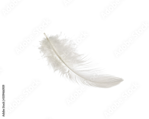 Photographie Beautiful feather on white background
