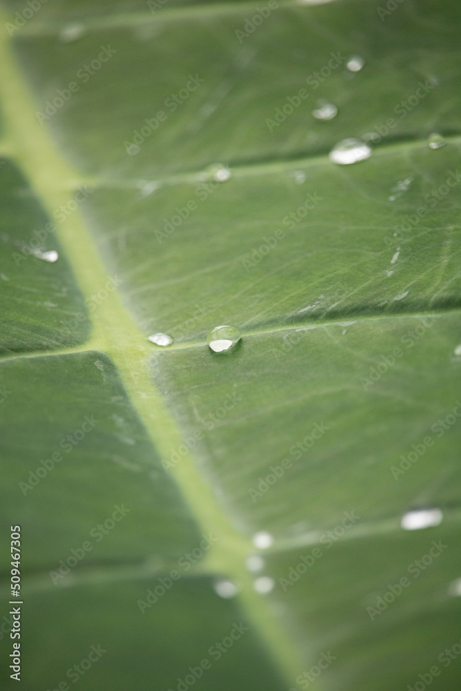 Rain droplets on leaves Rain droplets on leaves