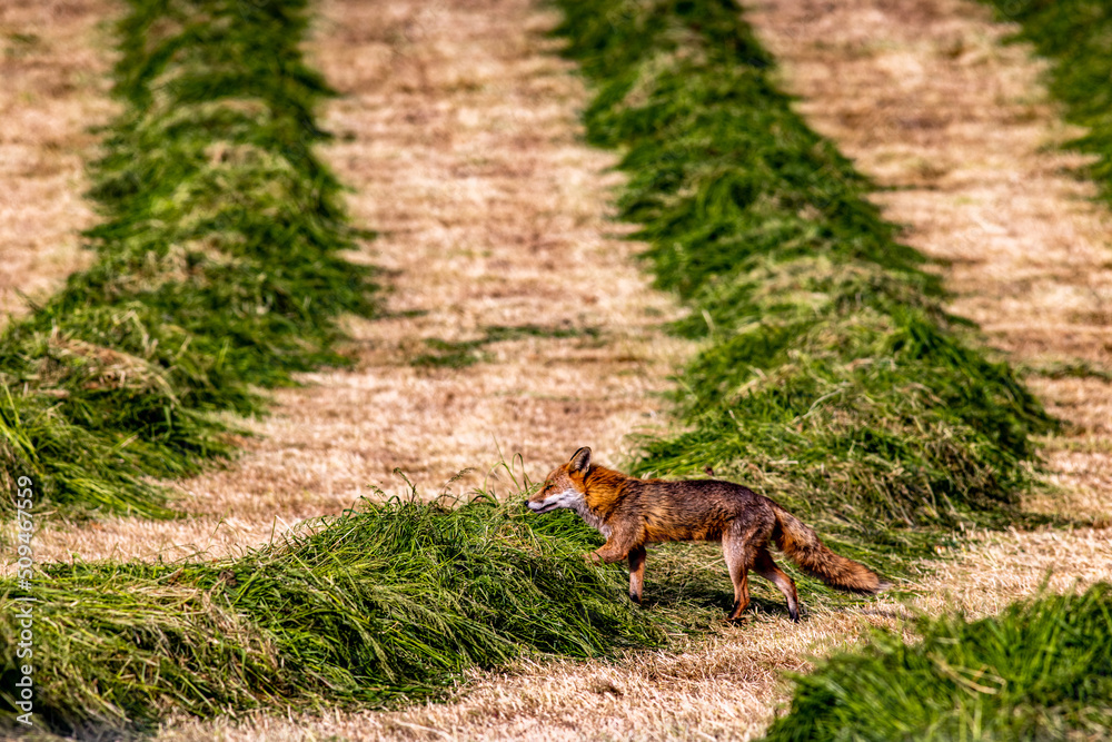 A Red Fox in a Silage field, Castlewellan, County Down, Slieve Croob and Mourne Area of Outstanding Natural Beauty. Northern Ireland A Red Fox in a Silage field, Castlewellan, County Down, Slieve Croob and Mourne Area of Outstanding Natural Beauty. Northern Ireland