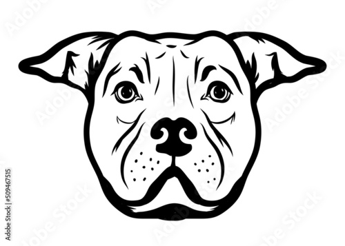 American Staffordshire bull Terrier dog isolated vector illustration