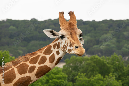 Giraffe in African safari funny