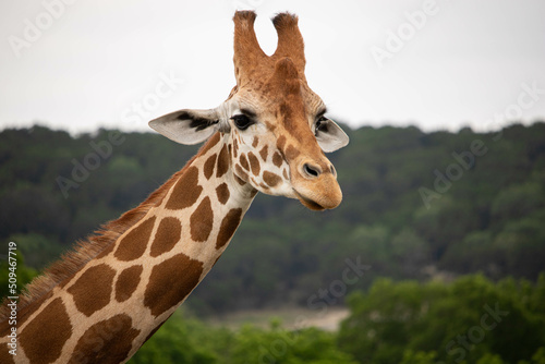 Giraffe in African safari funny © Ross