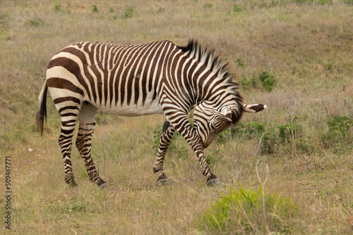 Zebra in African safari