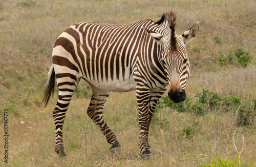 Zebra in African safari