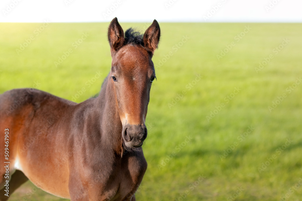 The foal head is a close-up. Portrait of a thoroughbred colt grazing in a meadow. Pasture on a sunny summer day. Summer background The foal head is a close-up. Portrait of a thoroughbred colt grazing in a meadow. Pasture on a sunny summer day. Summer background
