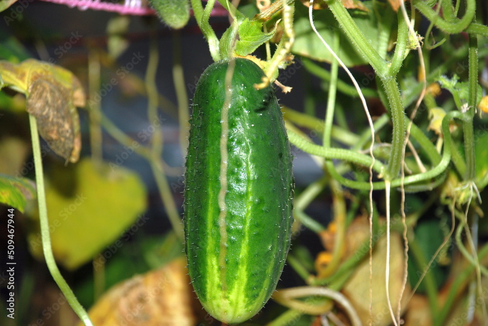 Obraz premium Medium sized green cucumber. In a greenhouse, a medium-sized green cucumber hangs on a plant branch. The fruit has an elongated shape with yellow stripes. There are small bumps on the surface.