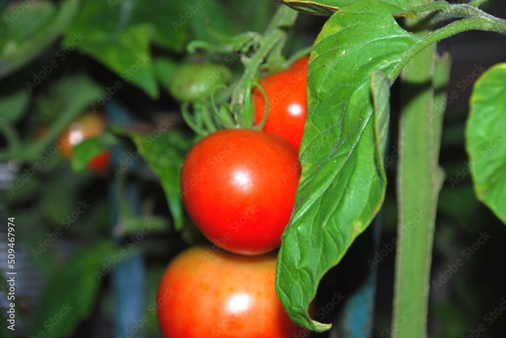 Red cherry tomatoes. Red small tomatoes hang on a plant branch in a greenhouse. Vegetables are spherical, some are red and some are green. Around the green leaves of the plant.