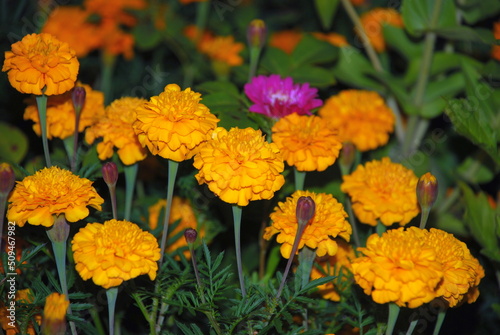 Orange brachats are blooming. Large marigolds bloom in a flower bed among greenery and other flowers. Flower petals are orange. Closed flower buds are visible nearby.