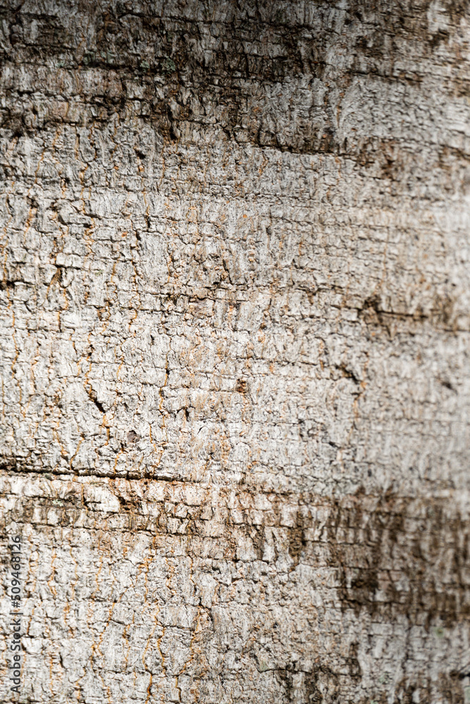 Tree bark texture. Reminiscent of rustic wood with some imperfections Tree bark texture. Reminiscent of rustic wood with some imperfections