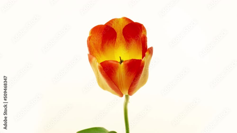 Top View Growing Big Bud yellow Tulip Flower. Amazing Beautiful Blooming Plant in Timelapse. Lovely Romantic and Natural Backdrop Wedding Decoration Alone Flower in Growing Process Closeup 4k Top View Growing Big Bud yellow Tulip Flower. Amazing Beautiful Blooming Plant in Timelapse. Lovely Romantic and Natural Backdrop Wedding Decoration Alone Flower in Growing Process Closeup 4k