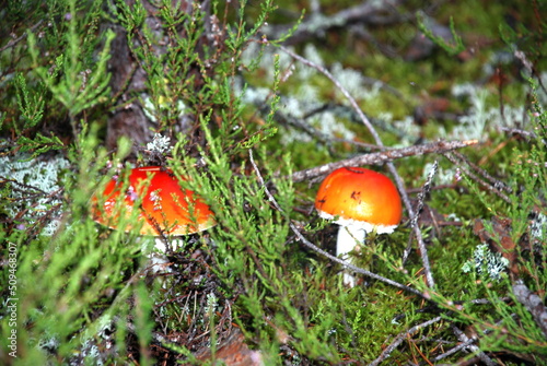 Two small fly agarics among the moss. In the forest, among the light green lichen and fallen branches and needles, small mushrooms with a red hat with large white dots have grown.