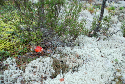 A small fly agaric among the moss. In the forest, among light green lichen and fallen branches and needles, a small mushroom has grown with a red hat with large white dots.