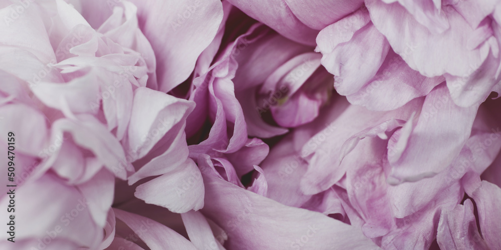 Fototapeta Macro pink peony floral background pattern. Flower petals close-up view.