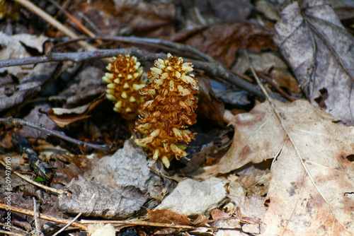 Bear corn growing on the forest floor in Tennessee