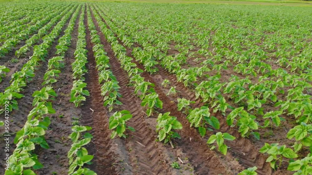 Young green sunflower plants. Field young sunflower. Top view of Young sunflowers grow on field. Rows of young green sunflower plants in field, agriculture in summer Young green sunflower plants. Field young sunflower. Top view of Young sunflowers grow on field. Rows of young green sunflower plants in field, agriculture in summer
