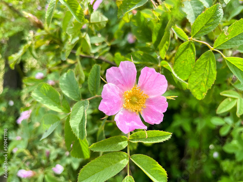 Dog rose (Rosa canina) or red-brown rose (Rosa rubiginosa) flower close-up photo