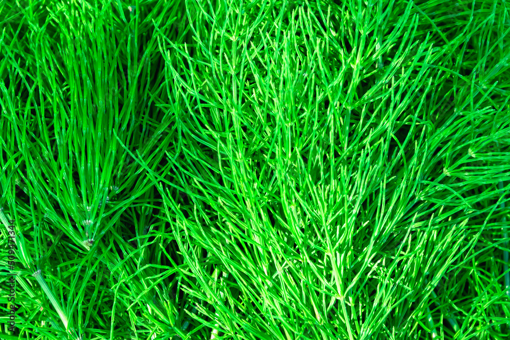 green grass background green grass background