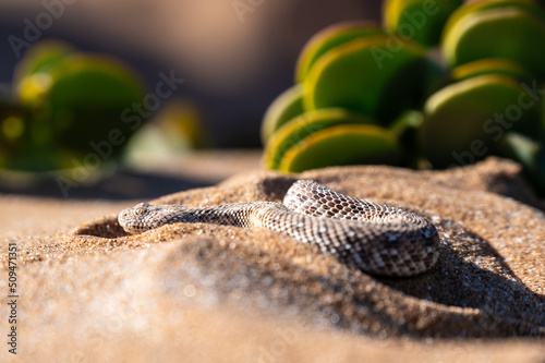 Namib dwarf sand adder or Namib desert sidewinding adder (Bitis peringueyi), Namibia photo