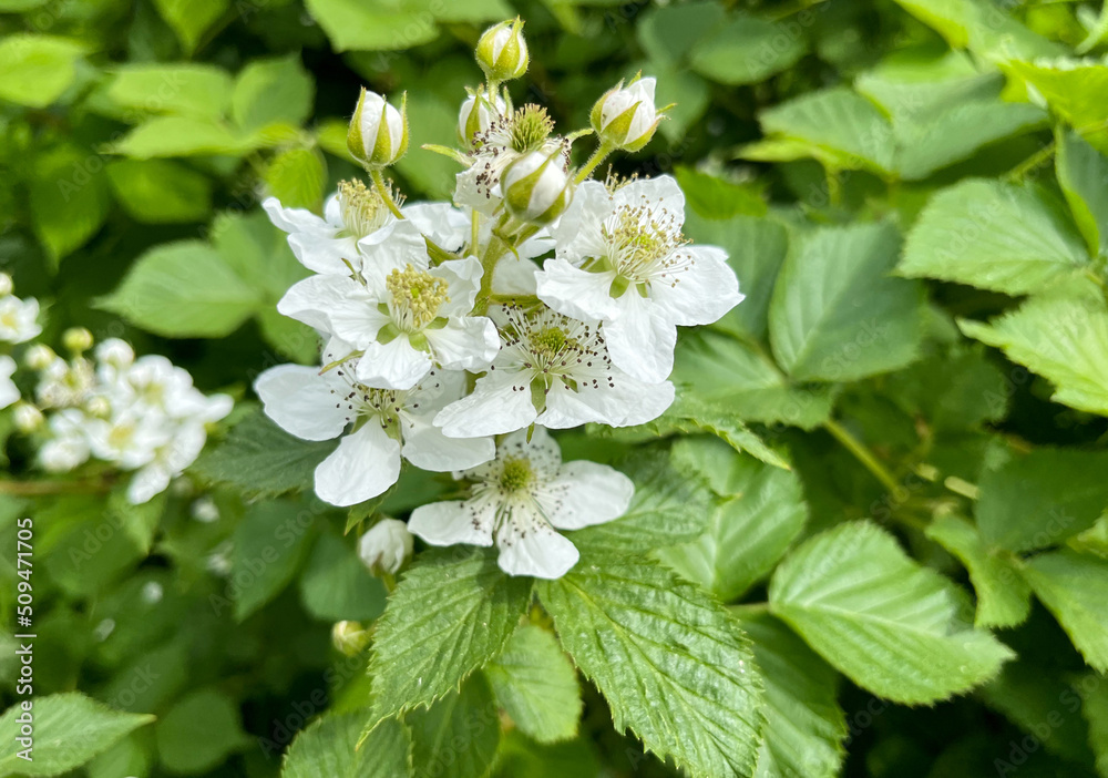 Blackberry garden (rubus canescens) close-up with copyspace