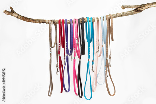 Fotografie dog leashes