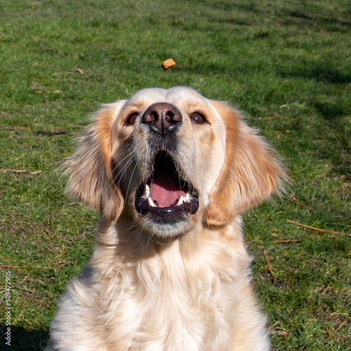 Yellow labrador cathing a treat while outdoors