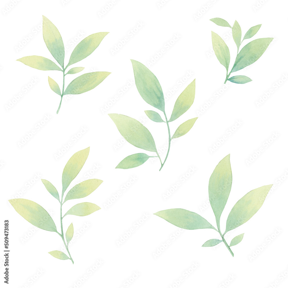 Set of leaves isolated on white background.