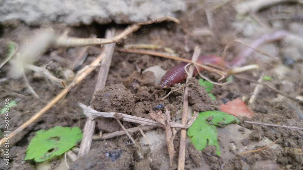 Big earthworm macro crawling in ground Big earthworm macro crawling in ground