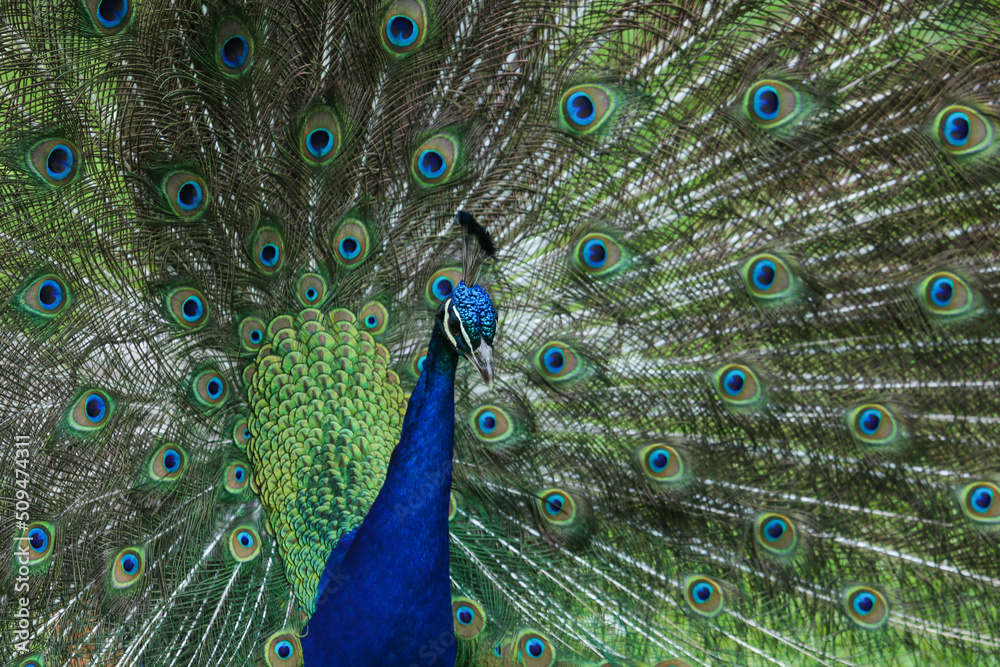 Fototapeta premium peacock rattle dance
