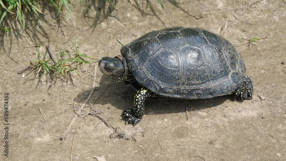 The movement of the turtle on land.
This reptile moves at low speed.
