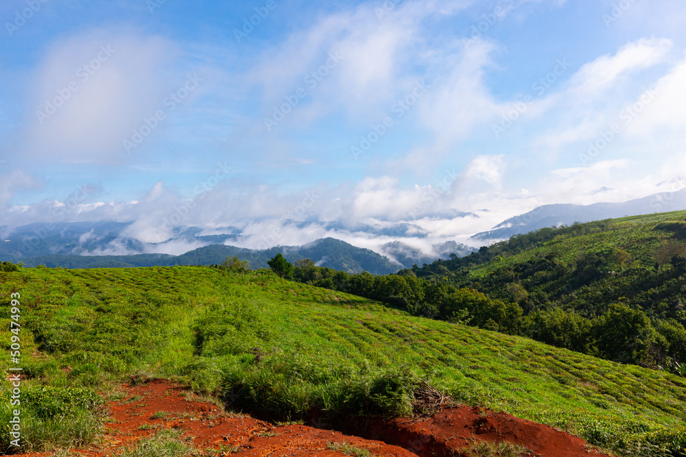 beautiful view of tea hill with sea of clouds and mountains in Da Lat city, Lam Dong, Viet Nam