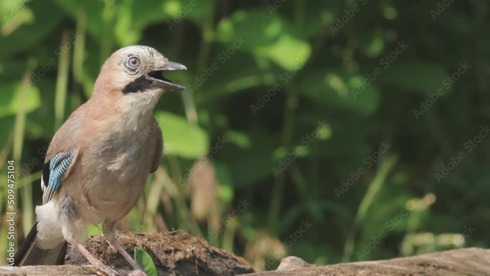 Eurasian Jay Garrulus glandarius. Close-Up Of The Bird On A Tree
