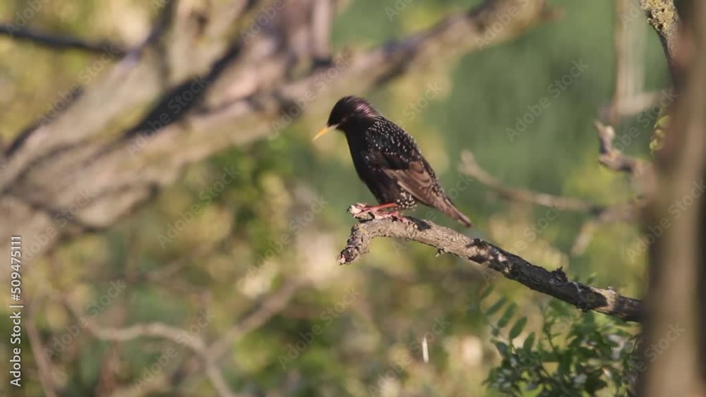 Common black bird Turdus merula sitting on a tree branch Common black bird Turdus merula sitting on a tree branch