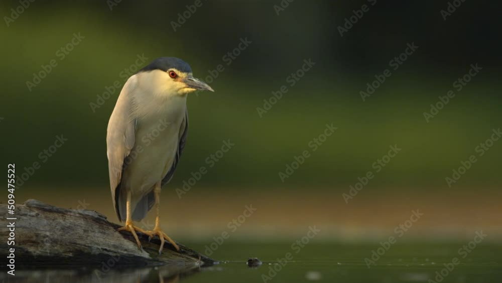 Black Crowned Night Heron Bird Standing At The Pond Side Black Crowned Night Heron Bird Standing At The Pond Side