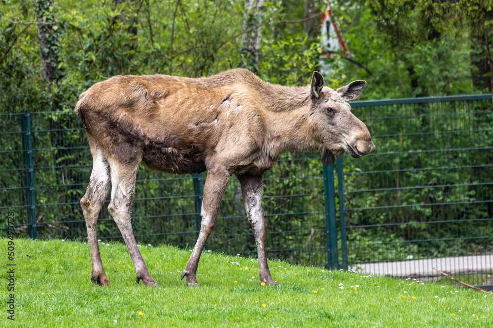 European Moose, Alces alces, also known as the elk European Moose, Alces alces, also known as the elk