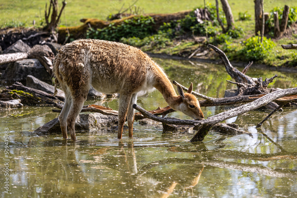 Vicunas, Vicugna Vicugna, relatives of the llama in a German park