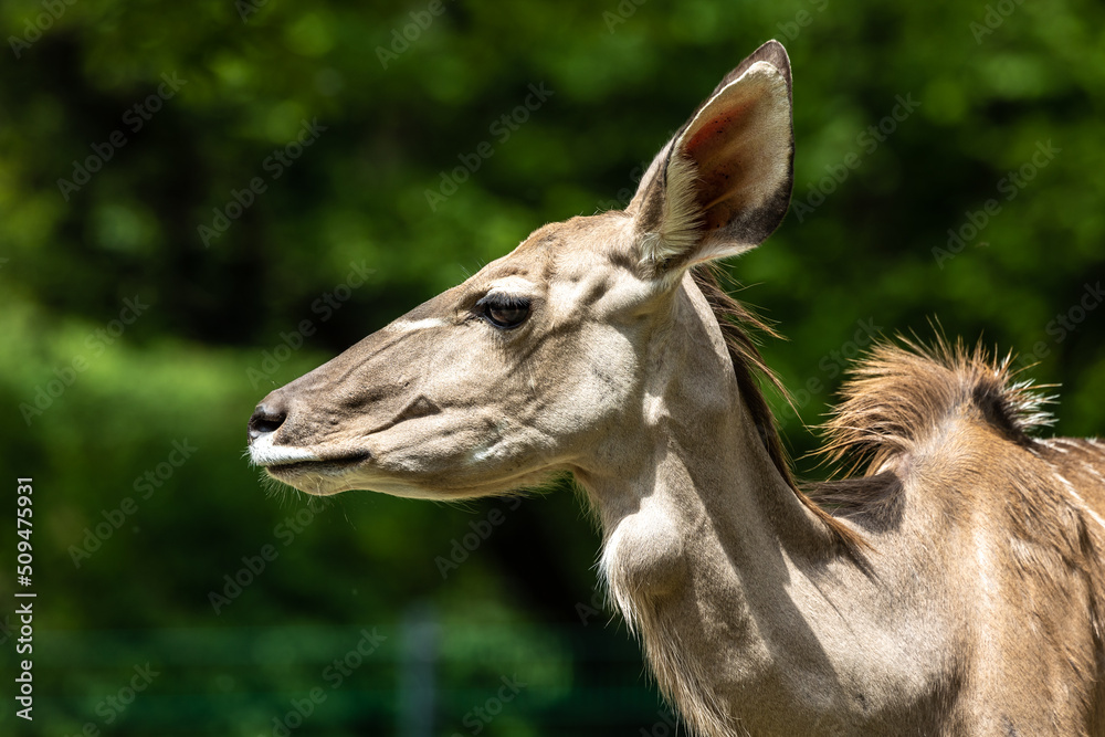 Naklejka premium The common eland, Taurotragus oryx is a savannah antelope