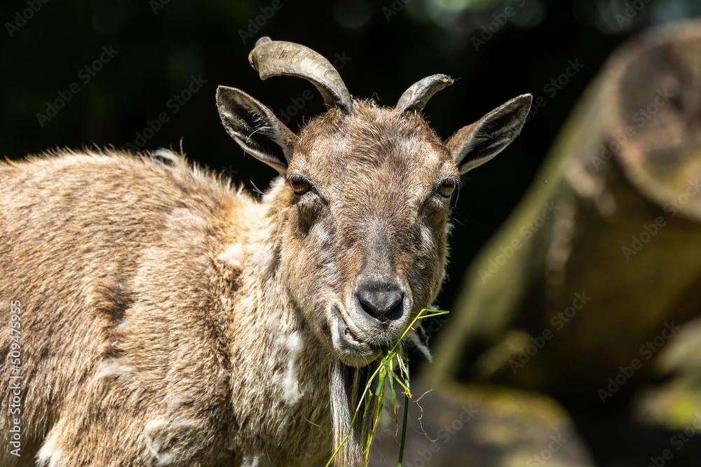 Turkmenian markhor, Capra falconeri heptneri living on the rocks Turkmenian markhor, Capra falconeri heptneri living on the rocks