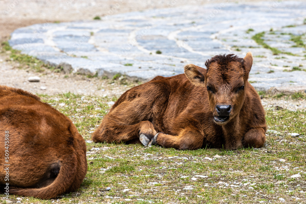Young baby Heck cattle, Bos primigenius taurus or aurochs in a German park Young baby Heck cattle, Bos primigenius taurus or aurochs in a German park