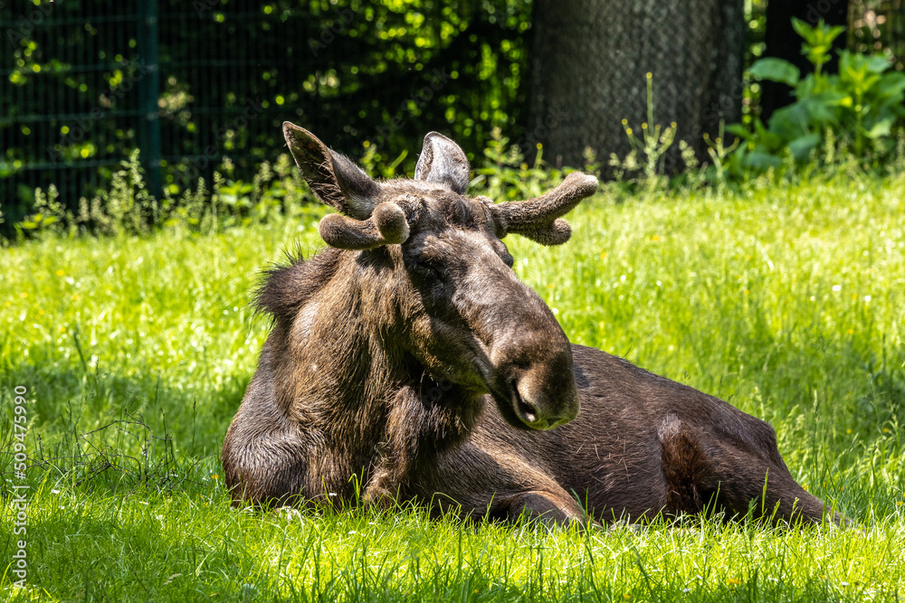 European Moose, Alces alces, also known as the elk European Moose, Alces alces, also known as the elk
