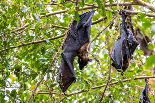 Straw-coloured Fruit Bat - Eidolon helvum, beautiful small mammal from African forests photo