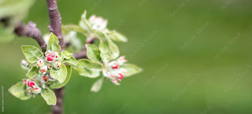 Pink flowers of a blossoming apple tree on a sunny day close-up in nature outdoors. Apple tree blossoms in spring. Selective focus. Beautiful apple orchard plantation. Banner with copy space. Pink flowers of a blossoming apple tree on a sunny day close-up in nature outdoors. Apple tree blossoms in spring. Selective focus. Beautiful apple orchard plantation. Banner with copy space.
