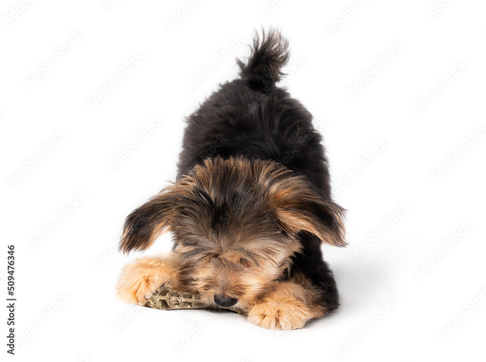 Tiny puppy playing with chew toy. Isolated fluffy 4 months old male morkie dog with front legs lowered in ready to pounce body language. Black and brown color. Selective focus. White background.
