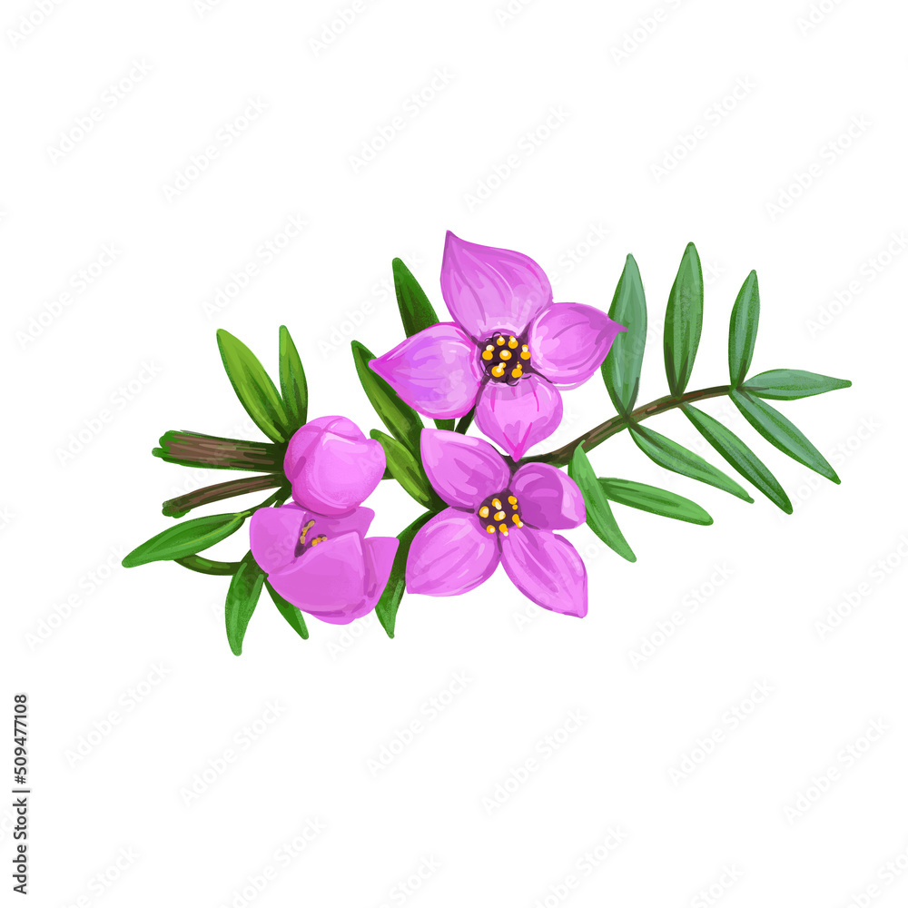 Boronia safrolifera, safrole boronia, species of flowering plant endemic to eastern Australia. Pink hand drawn australian flowers and green leaves. Watercolor digital art illustration. Boronia safrolifera, safrole boronia, species of flowering plant endemic to eastern Australia. Pink hand drawn australian flowers and green leaves. Watercolor digital art illustration.