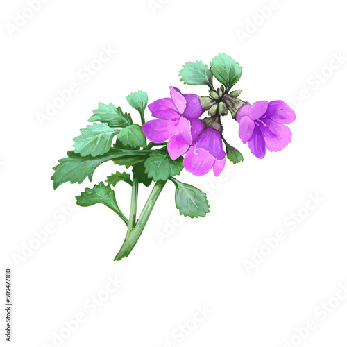 Native Thyme Cut-leaf Mint Bush, native mint once used as medicinal herb, features in cooking and herbal teas. Prostanthera incisa Tucker Bush pink flowers and green leaves, digital art illustration