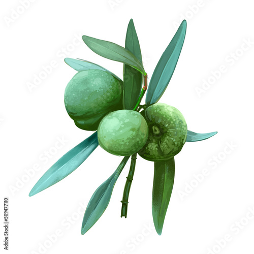 Desert lime, Citrus glauca species native to Australia. Bush or wild lime or native kumquat with green leaves, watercolor hand drawn digital art illustration. Exotic fruit, aromatic spice.