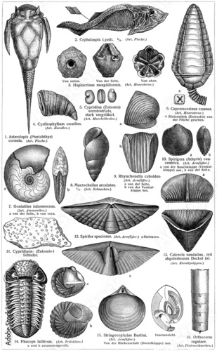 Fauna of the Devonian period. Publication of the book 